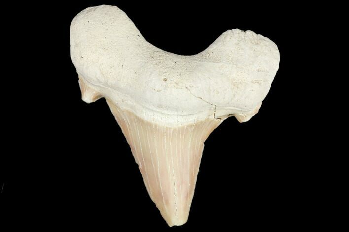 Fossil Shark Tooth (Otodus) - Morocco #103268